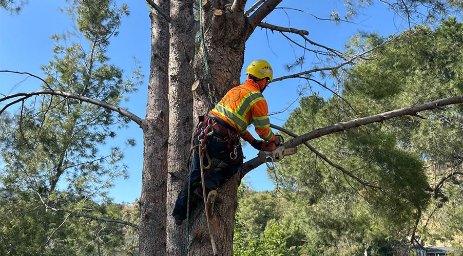 Emergency Tree Services